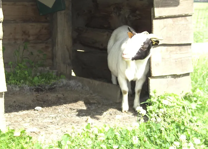 Holiday home 't Vossenerf